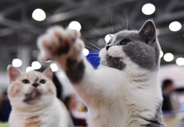 A British Shorthair cat at the 2017 Royal Canin Grand Prix international show in Moscow - Sputnik International