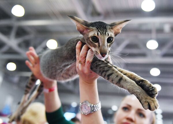 An Oriental cat at the 2017 Royal Canin Grand Prix international show in Moscow - Sputnik International