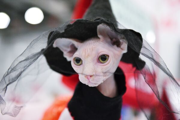 A Canadian Sphynx cat at the 2017 Royal Canin Grand Prix international show in Moscow - Sputnik International