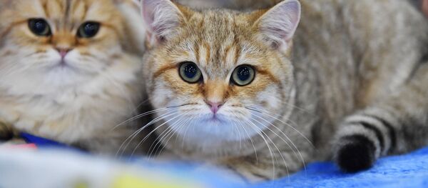 Cats Cats - Sputnik International