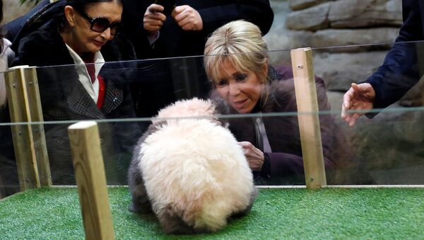 Brigitte Macron, wife of the French president, attends a naming ceremony of the panda born at the Beauval Zoo in Saint-Aignan-sur-Cher, France, December 4, 2017 - Sputnik International