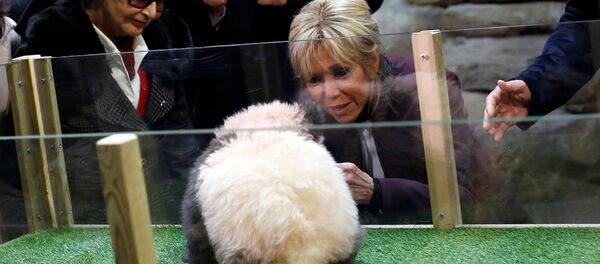 Brigitte Macron, wife of the French president, attends a naming ceremony of the panda born at the Beauval Zoo in Saint-Aignan-sur-Cher, France, December 4, 2017 - Sputnik International