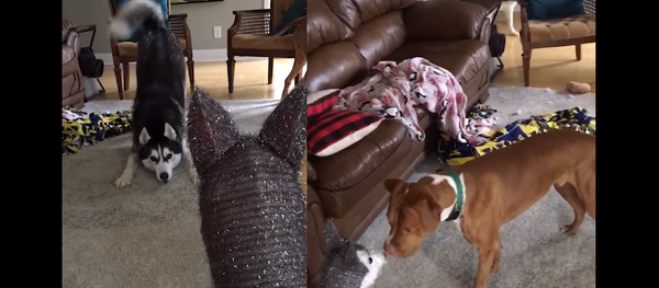 Trust Issues: Husky Anxious Over Christmas Decor Trust Issues: Husky Anxious Over Christmas Decor - Sputnik International