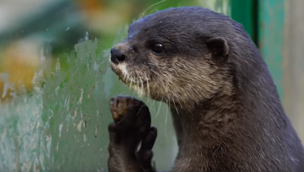 ‘Oh Boy!’ Otters Jump for Joy at Feeding Time - Sputnik International