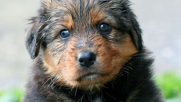 Wet puppy - Sputnik International