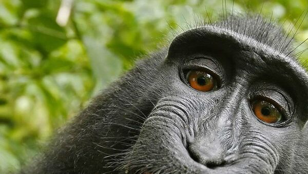 Monkey Selfie - Sputnik International