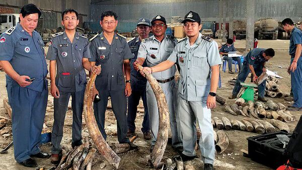 Cambodian authorities holding pieces of ivory after a shipment was seized in Preah Sihanouk province - Sputnik International