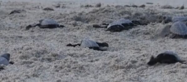 Newborn Sea Turtles Make Their Way to the Pacific Ocean Newborn Sea Turtles Make Their Way to the Pacific Ocean - Sputnik International