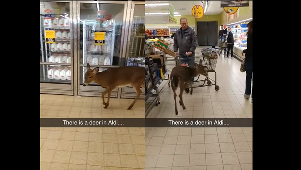 Oh Deer! Doe Denied Deals at Supermarket - Sputnik International