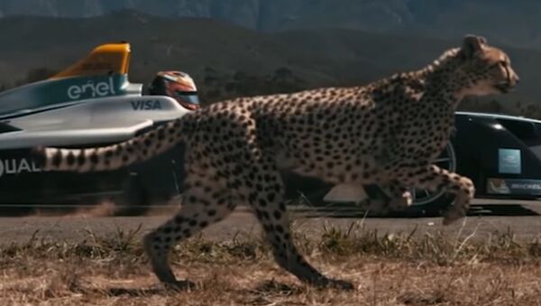 Cheetah vs. Race Car - Sputnik International