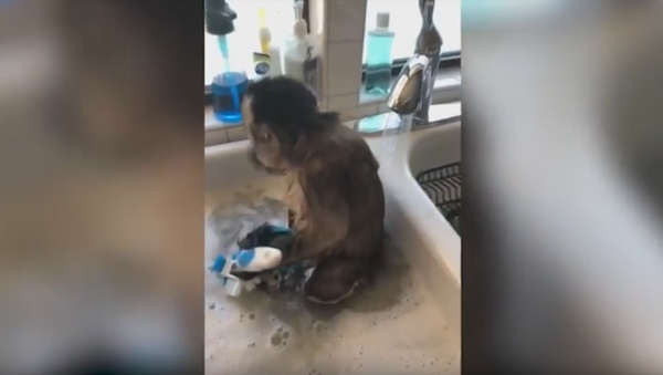 Double Duty: Capuchin Monkey Bathes and ‘Cleans’ Dishes - Sputnik International
