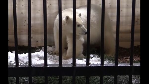 Polar Bear Lives at the St. Petersburg Zoo - Sputnik International