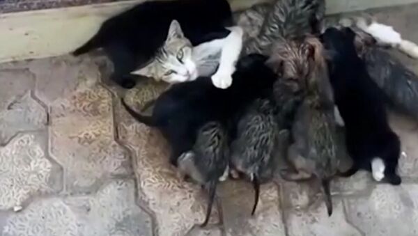Cat Became a Mom to Eight Puppies - Sputnik International