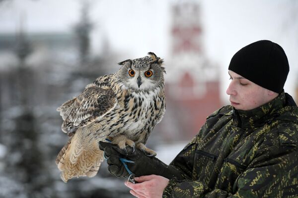 Defending the Kremlin: Hawks, Falcons and Owls in Service - Sputnik International