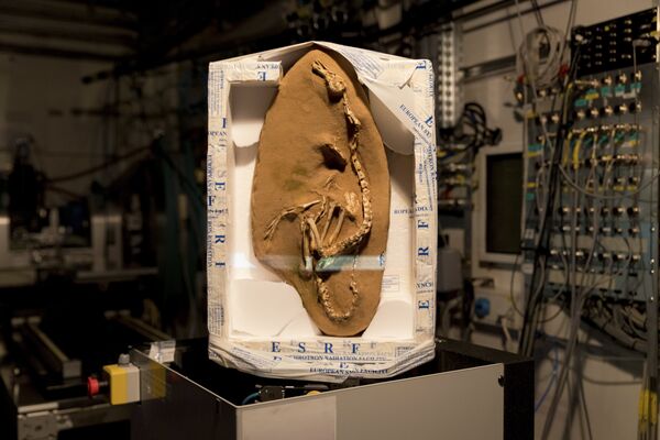 This photo provided by the European Synchrotron Radiation Facility shows a Halszkaraptor escuilliei fossil at the ESRF facility in Grenoble, France This photo provided by the European Synchrotron Radiation Facility shows a Halszkaraptor escuilliei fossil at the ESRF facility in Grenoble, France - Sputnik International