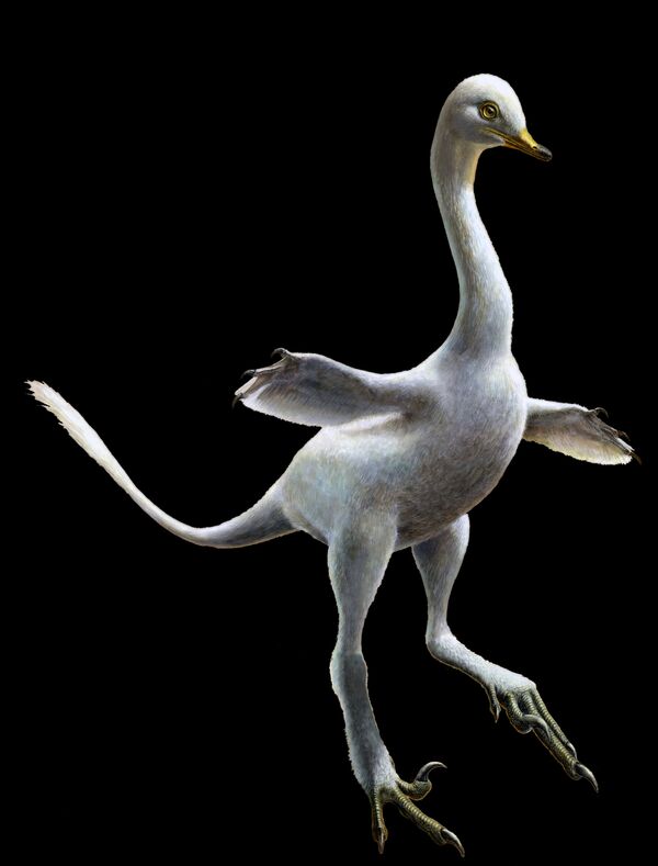 A dinosaur, named Halszkaraptor escuilliei, a turkey-sized, bird-like dinosaur that boasted a swan's neck, arms resembling flippers, long legs and a mouth full of needle-like teeth staked out a unique amphibious lifestyle in rivers and lakes about 75 million years ago in Mongolia is seen in this artist's reconstruction image released on December 5, 2017 A dinosaur, named Halszkaraptor escuilliei, a turkey-sized, bird-like dinosaur that boasted a swan's neck, arms resembling flippers, long legs and a mouth full of needle-like teeth staked out a unique amphibious lifestyle in rivers and lakes about 75 million years ago in Mongolia is seen in this artist's reconstruction image released on December 5, 2017 - Sputnik International