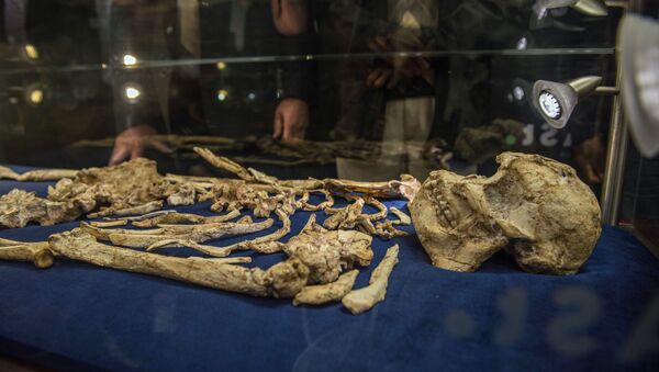 The Little Foot fossilised hominid skeleton is unveiled for the first time to the public at the University of the Witwatersrand in Johannesburg on December 6, 2017 - Sputnik International