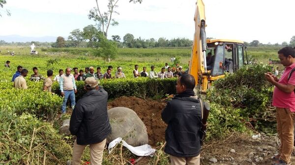 Speeding Trains Biggest Enemy of India’s Endangered Asian Elephants - Sputnik International