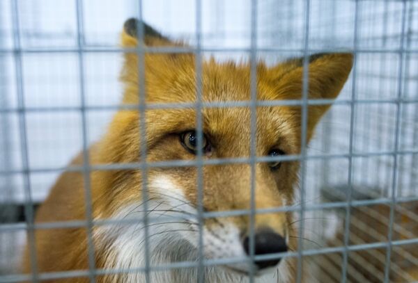 A red fox A red fox - Sputnik International