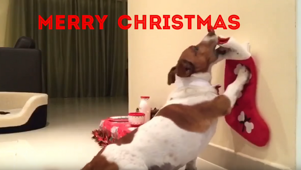 Dapper Dog Preps for Santa Paws’ Arrival - Sputnik International