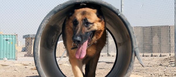 German shepherd German shepherd - Sputnik International