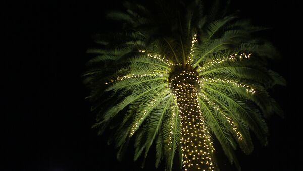 In this photo taken Wednesday Nov. 30, 2011, a palm tree is illuminated with lights at the entrance to St. Supery Vineyards and Winery in Rutherford, Calif. - Sputnik International