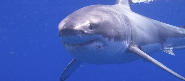 Great White Shark Great White Shark - Sputnik International