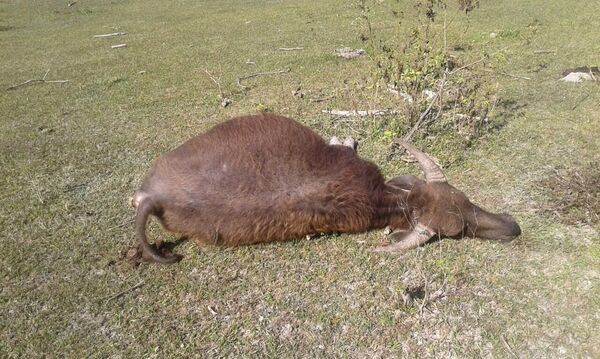 Dead buffalo - Sputnik International