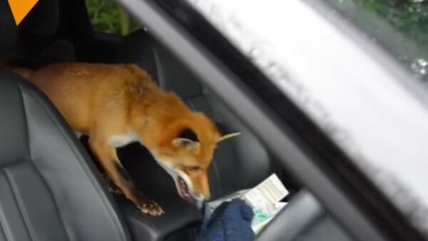 Meet Jasper The Pet Fox - Sputnik International
