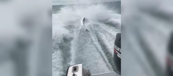 Dragging Shark Dragging Shark - Sputnik International