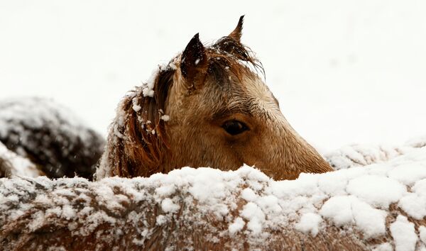 It's the Most Wonderful Time of the Year! Winter Fun Across the Globe - Sputnik International
