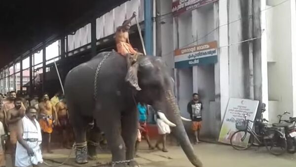 Elephants run amok inside Guruvayoor temple - Sputnik International