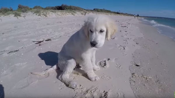 Beach Blunder: Pup’s Creation Crushed by the Ocean - Sputnik International