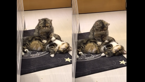 ‘A Friend in Knead’: Considerate Cat Massages Mate - Sputnik International