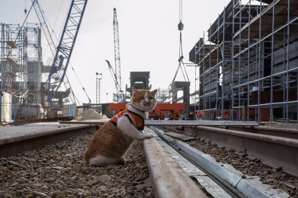 Mostik the cat - Sputnik International