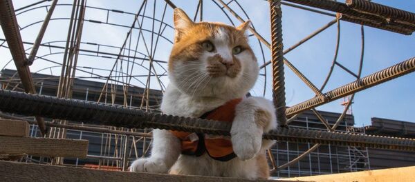 Mostik the cat - Sputnik International