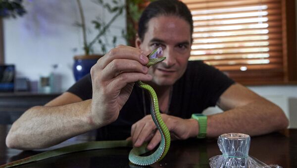 Steve Ludwin holds a Pope's Pit Viper after extracting its venom at his apartment in Kennington, south London on November 9, 2017 - Sputnik International
