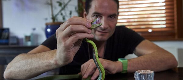 Steve Ludwin holds a Pope's Pit Viper after extracting its venom at his apartment in Kennington, south London on November 9, 2017 Steve Ludwin holds a Pope's Pit Viper after extracting its venom at his apartment in Kennington, south London on November 9, 2017 - Sputnik International