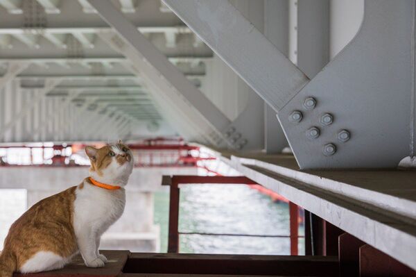 Mostik the cat - Sputnik International