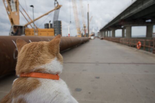 Mostik the cat - Sputnik International