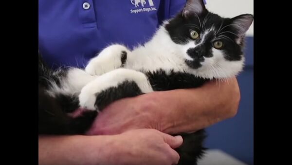 A Cat Works at the Training Center of Assistant Dogs for Disabled People - Sputnik International