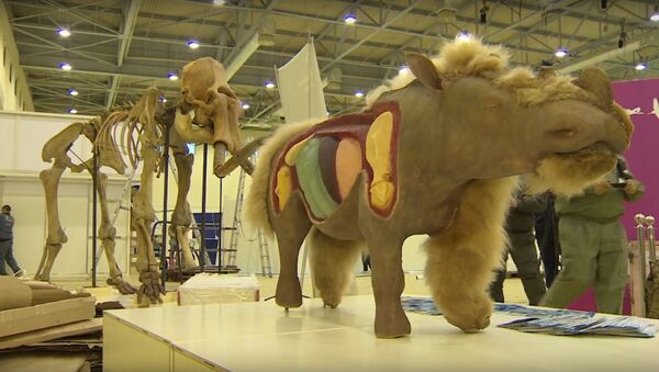 Wooly Rhino at The Heat of Permafrost Exibition in Moscow - Sputnik International