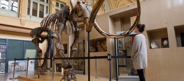A visitor looks at a complete mammoth skeleton that is displayed before its auction by Aguttes auction house in Lyon, France, November 17, 2017 A visitor looks at a complete mammoth skeleton that is displayed before its auction by Aguttes auction house in Lyon, France, November 17, 2017 - Sputnik International