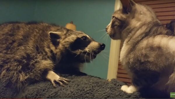 Raccoon frustrated that cat won't play with her - Sputnik International