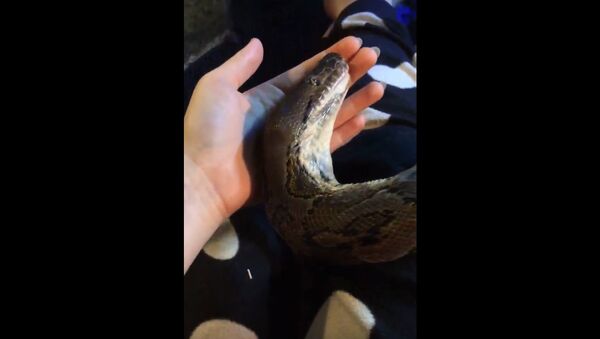 Snake Attempts to Shed on Hand || ViralHog - Sputnik International