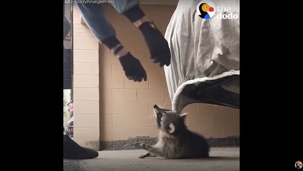 Man Rescues Raccoon Choking From Car Tarp | The Dodo - Sputnik International