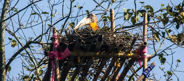 Greater Adjutant Stork Greater Adjutant Stork - Sputnik International