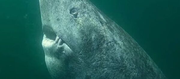 The Oldest Shark On Earth The Oldest Shark On Earth - Sputnik International