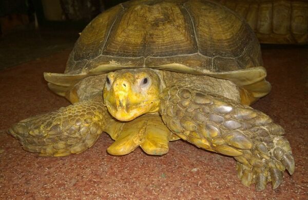 Tortoise - Sputnik International