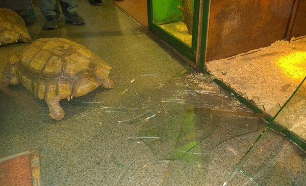 Tortoise - Sputnik International